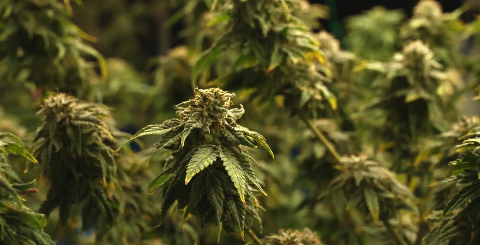 Caroline’s Cannabis Flowering Marijuana Plants