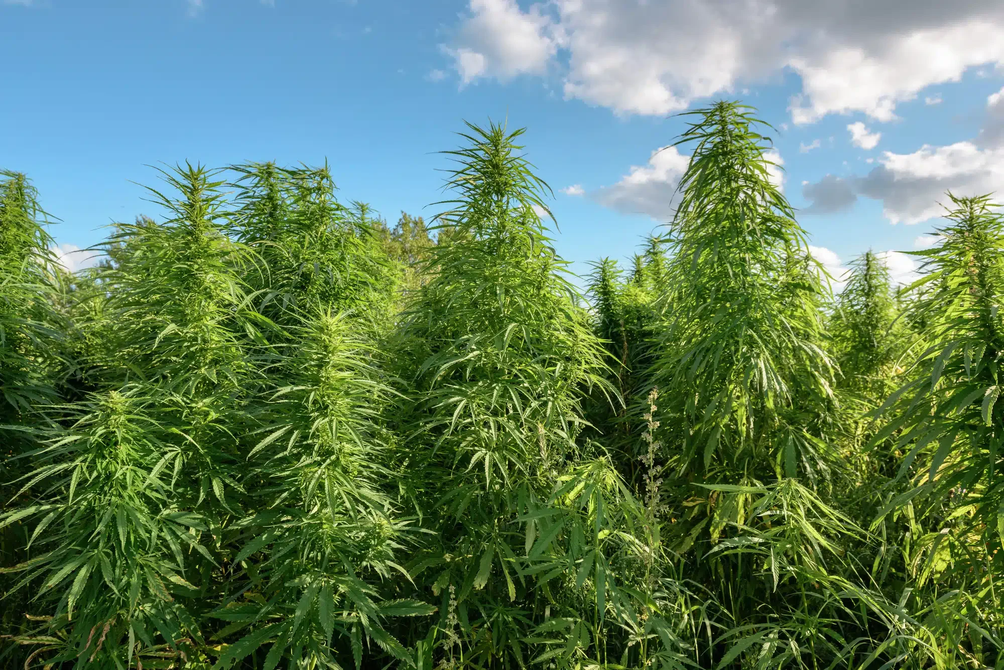 Caroline’s Cannabis Outdoor Hemp Farm