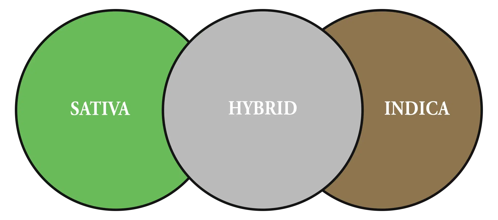 Caroline’s Cannabis Strains Venn Diagram