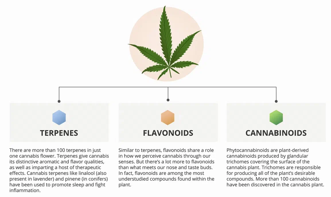 Caroline’s Cannabis Terpenes Flavinoids Cannabinoids Tree Chart